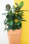 Rubber Plant - Ficus Elastica Robusta 30CM
