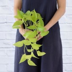 Pothos - Neon - 12CM Nursery Pot