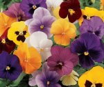 Click & Plant Online Nursery