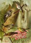 DIE Nordamerikanische Vogelwelt 5 Art Print - A4