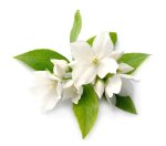 10ML Jasmine Aromatherapy Essential Oil