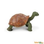 Wildlife Giant Tortoise