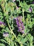 Lucerne Aurora Seed - 10 G Raw Seed