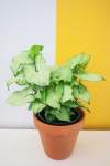White Butterfly Arrowhead Plant - 14CM