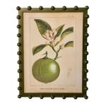 Bobble Framed Fruit Wall Art Bitter Orange