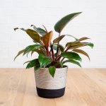 Philodendron - Congo Rojo - In Mia Melange - Large - Liquorice