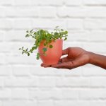 MINI Plants In Pink Pots - Dainty Crassula In Coral Pot