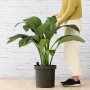 Peace Lily - Sensation - Extra Large - 43CM Nursery Pot - 3 Plants Per Pot