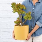 Shrek Ears Plant - In 21CM Mustard Yellow Migo Planter