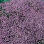 Thymus Serphyllum ‘pink Chintz’ 6 Pack