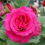 Rose Magaliesburg 5LT