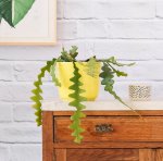 Fishbone Cactus - 15CM In Neon Yellow Emerson