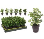 Plant In Black Pp Pot 20CM 6 Ass