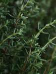 Thyme Winter Seed - 10 G Raw Seed