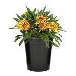 5X Gazania 4L