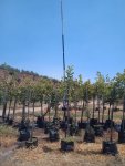 Ceratonia Siliqua 40LT