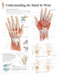 Understanding The Hand And Wrist 1005