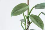 Philodendron Hastatum Seedlings - 3 Plug Plants