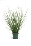 Twisted Arrows Seed - 100 Multipelleted Seed