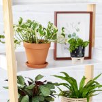 Pothos - N'joy - 12CM In 15CM Terracotta Pot & Saucer