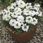 Verbena Tuscany White Seed - 500 Raw Seed