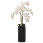 Floor Standing White Orchid In Black Pot