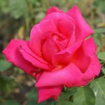 Maria Callas Hybrid Tea Rose 5LT