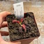 Venus Fly Trap 'coq Couch X Up-giant 1.' Special Import. - Dormant Plant. 7.5CM Plastic Container.
