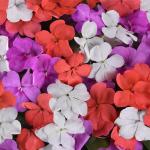 Impatiens ‘beacon Mix’ 25CM Hanging Basket