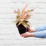 Chinese Evergreen - Orange Siam - In 16.5CM Nursery Pot
