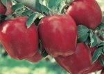 Early Red One Apple Tree 20LT