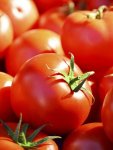 Tomato Floradade Seed - 2 G Raw Seed