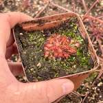 Sundew Drosera Spathulata 'lantau Island' - Dormant Plant. 7.5CM Plastic Container.