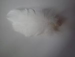 Smudging White Feather With Moonstone Bead SF3