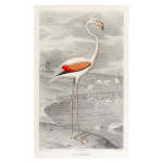 Flamingo 6 Art Print