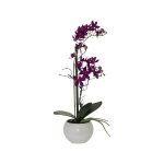 Burgundy Orchid In White Pot
