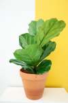 Fiddle Leaf Fig - 15 Bambino