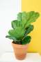 Fiddle Leaf Fig - 15 Bambino