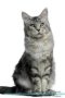 Maine Coon Cat Affirmations Workbook Maine Coon Cat Presents - Positive And Loving Affirmations Workbook. Includes: Mentoring Questions Guidance Supporting You.   Paperback