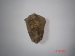 Fossil Trilobite SSP75