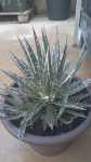 Agave Filivera 17CM Pot