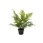 - Pochard Palm In Pot 60CM