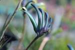 Anigozanthos Celebrations Masquerade Seedlings - 3 Plug Plants