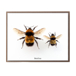 Bumble Bee Duo Art Print - A3