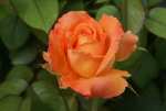 Caribbean Hybrid Tea Rose 5LT
