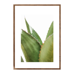 Agave Americana - A4