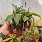 Tropical Pitcher Nepenthes 'lizzie' - Large Plant In 12CM Plastic Pot Or Hanging Basket