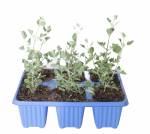 Rhagodia Hastata 6 Pack