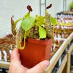 Tropical Pitcher Nepenthes 'zakariena' - Small Plant In 9CM Plastic Pot