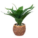 Dracaena In Pot 30CM